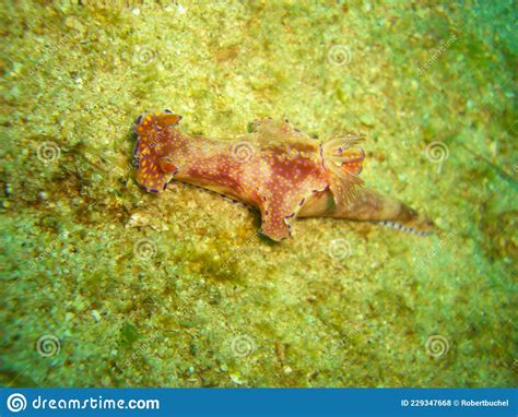  Ceratosoma: Ein Tier mit Tausend Beinen, das mehr rollt als rennt!