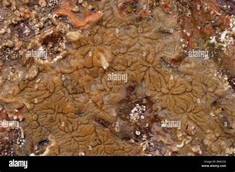  Clathrina! Eine faszinierende Schwamm-Architektur mit einem ungewöhnlichen Filter-System