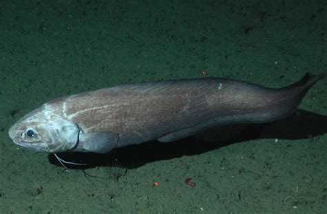  Icefish! Die faszinierenden Knochenfische der Antarktis, die ohne rotes Blut auskommen