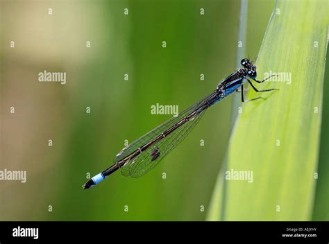  Ischnura Elegans: Ein faszinierender Flitzer mit glänzenden Flügeln, der im warmen Sommerwind durch die Luft tanzt!