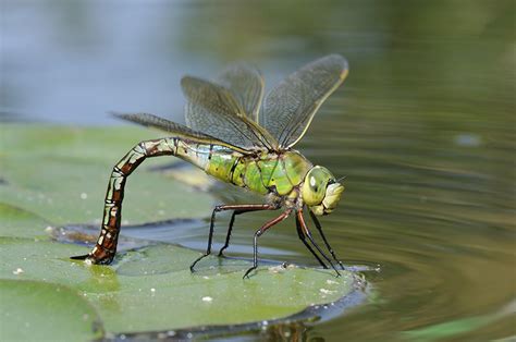  Königslibelle – Ein faszinierendes Beispiel für metamorphe Wunder und die Schönheit des Flugkünstlers!