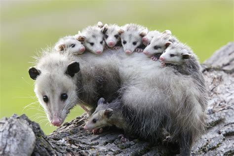  Opossum! Ein faszinierendes Beuteltier mit einem seltsamen Essverhalten und einer beeindruckenden Immunität gegen Gifte