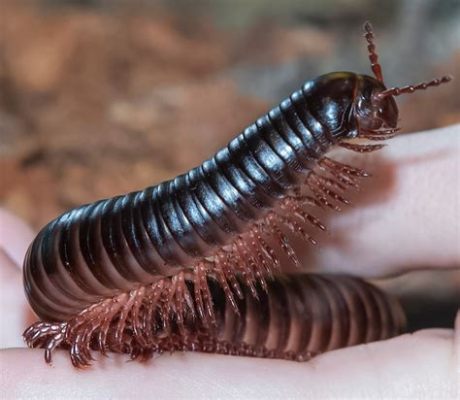  Platypus Millipede: Ein faszinierendes Insekt mit über tausend Beinen – die perfekte Kombination aus exotischer Schönheit und robuster Anpassungsfähigkeit!