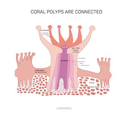  Quatrella - Ein winziger Polyp mit gigantischem Appetit!