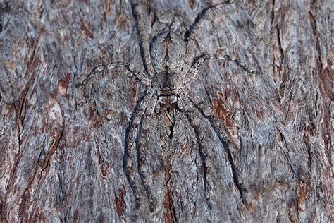  Tierische Faszination: Der Trapdoor-Spinne, ein Meister der Tarnung und des Überraschungangriffs!