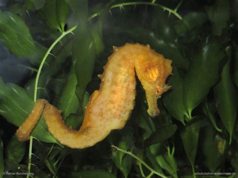  Unium! Kennen Sie diesen faszinierenden Meeresgastropoden mit seiner außergewöhnlichen Lebensweise?