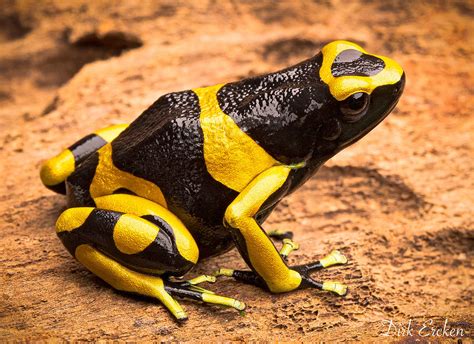  Yellow-Banded Poison Dart Frog –  Ein farbenfroher Kleinstadtbürger mit einem tödlichen Geheimnis!