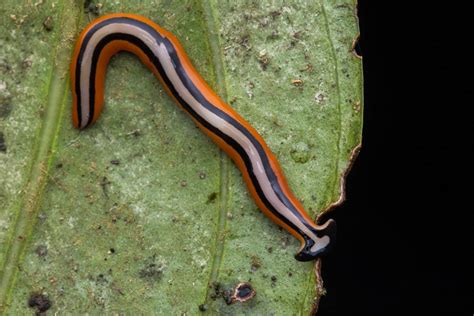  Yellow-Spotted Planarian: Ein farbenfroher Wurm mit einem unerwarteten Appetit für die Tierwelt!