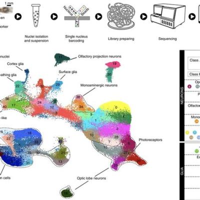  Komplexes Kinoplasmodium: Wie ein einzelliger Superorganismus die Welt erobert!