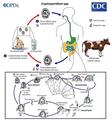 Cryptosporidium -  Ein unscheinbarer Parasit mit überraschend weitreichenden Auswirkungen!