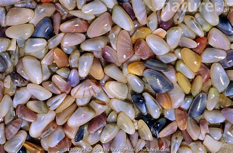  Donax – Ein kleines Bivalvien-Juwel mit einem riesigen Appetit auf Sand!