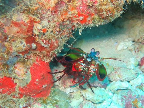 Flawless Fighting: Discovering the Unique World of the Mantis Shrimp!