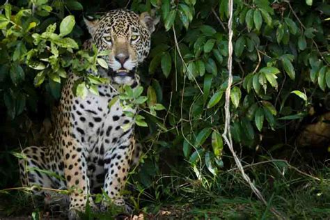  Jaguar! Ein Meister der Tarnung mit einem unwiderstehlichen Appetit für Fleisch!