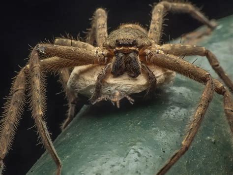  Jumping Spider! The Eight-Legged Acrobat Balancing on Fine Silk Threads and Lurking for Prey with Unrivaled Vision