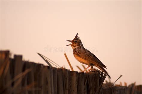  Lerche: Eine singende Schönheit mit Flügeln aus Samt und einem Gesang wie eine flüsternde Melodie!