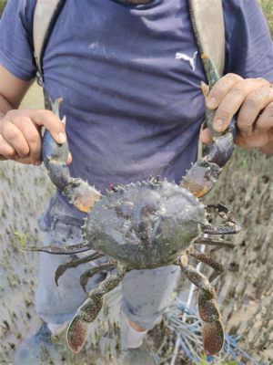 Mud Crab!  Ein faszinierendes Meeresbewohner mit einer Panzerung so hart wie ein Ritter und Scheren die schneller schnippen als eine Friseurin im Zeitdruck.