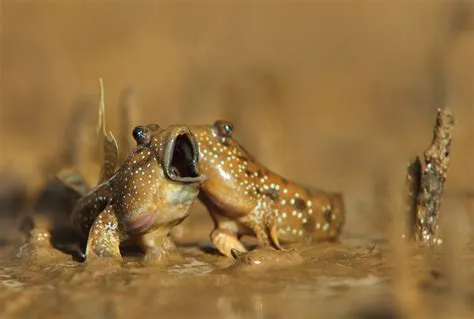  Mudskipper: Ein faszinierendes Amphibien-Wunder mit unglaublichem Landgangstalent!