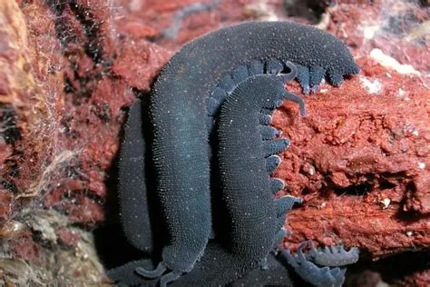  Onychophora!  Entdecke die faszinierende Welt der sammelnden Raubtiere