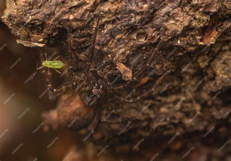  Rondelet! Ein faszinierender Zwerg mit acht Beinen und einem Appetit auf Insekten