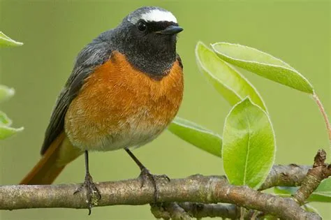  Rotschwanz! Ein Vogel mit Feuer im Gefieder und dem Gesang eines Opernsängers