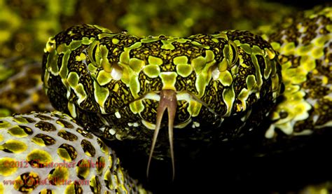  Viper -  Ein Meister der Tarnung mit einem unwiderstehlichen Blick!