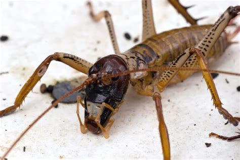 Weta! Ein faszinierendes Insekt mit kräftigen Beinen und einem Gesang, der sich durch die Nacht schleicht