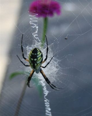  Yellow Garden Spider: Eine Spinne mit einem Talent für Dekoration und eine Vorliebe für Insektenbuffetts!