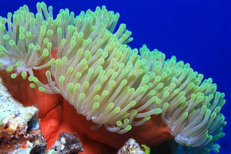  Yellow Sea Pen – Eine faszinierende Seeanemone mit Tentakeln wie Samtfahnen!